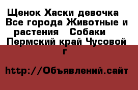 Щенок Хаски девочка - Все города Животные и растения » Собаки   . Пермский край,Чусовой г.